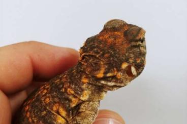 Echsen kaufen und verkaufen Foto: Uromastyx Geyri red and yellow cb24 Echsen kaufen und verkaufen Foto: Uromastyx Geyri red and yellow cb24