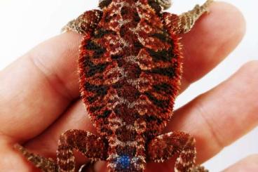 Echsen kaufen und verkaufen Foto: Pogona vitticeps RED MONSTER 50% Echsen kaufen und verkaufen Foto: Pogona vitticeps RED MONSTER 50%