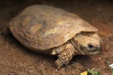 Turtles and Tortoises kaufen und verkaufen Photo: Zoek naar Malacochersus tornieri Turtles and Tortoises kaufen und verkaufen Photo: Zoek naar Malacochersus tornieri