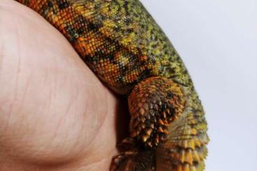 Echsen kaufen und verkaufen Photo: Uromastyx Nigriventris flame 1.1 cb20 Echsen kaufen und verkaufen Photo: Uromastyx Nigriventris flame 1.1 cb20
