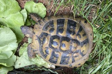 Landschildkröten kaufen und verkaufen Foto: Landschildkröte zu verkaufen 