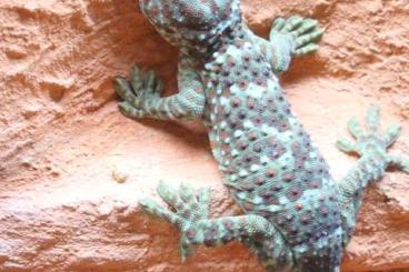 Geckos kaufen und verkaufen Foto: Tokeh Jungtiere/Subadulte