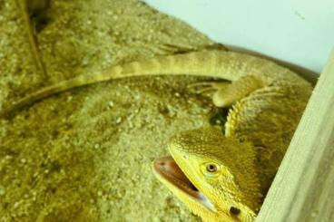 Bearded dragons kaufen und verkaufen Photo: Bartagame / Farbbartagame Jungtiere 15St.