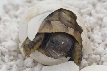 Landschildkröten kaufen und verkaufen Foto: Griechische Landschildkröte NZ 2022