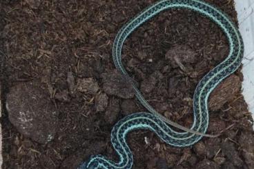 Schlangen kaufen und verkaufen Foto: 1.0 Thamnophis sirtalis similis