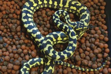 Snakes kaufen und verkaufen Photo: 1.1 morelia spilota cheynei German Bloodline X VPI CB 21