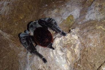 - bird spiders kaufen und verkaufen Photo: Brachipelma Vagans 1.1 subadult/adult