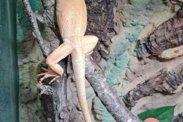 other lizards kaufen und verkaufen Photo: Iguana iguana