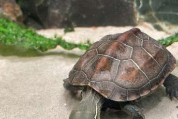 Sumpfschildkröten kaufen und verkaufen Foto: Chinesische Dreikielschildkröte 0.0.1