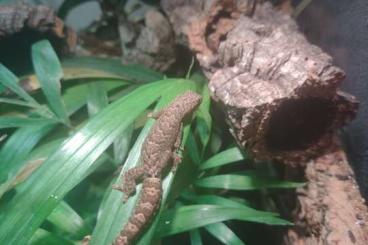 Geckos kaufen und verkaufen Photo: 8 Jungferngeckos mit Terrarium