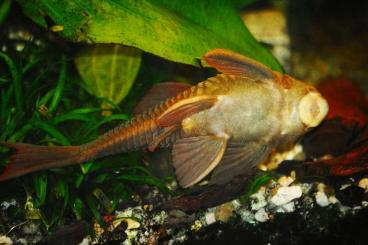 ornamental fish kaufen und verkaufen Photo: Harnischwelse Cochliodon basilisko