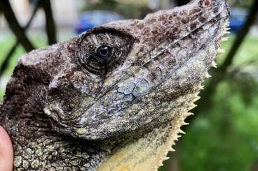 other lizards kaufen und verkaufen Photo: Chamaeleolis guamuhaya (Escambray Bearded Anole)