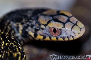 Schlangen kaufen und verkaufen Foto: E. carinata E. Dione Epicrates alvarezi , 78% superdwarf