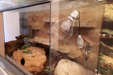 Geckos kaufen und verkaufen Foto: Hausgecko mit Terrarium abzugeben