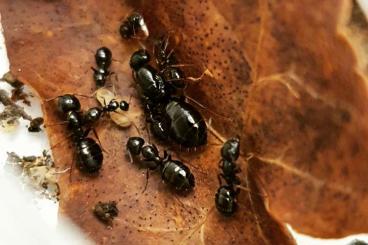 Insekten kaufen und verkaufen Foto: Diverse Ameisenkolonien / Ant