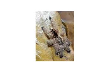 Spinnen und Skorpione kaufen und verkaufen Foto: Avicularia und Caribena abzugeben