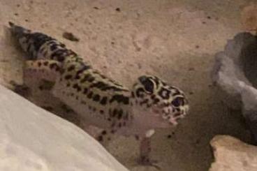 Geckos kaufen und verkaufen Photo: 2 wunderschöne Leopardgecko Weibchen