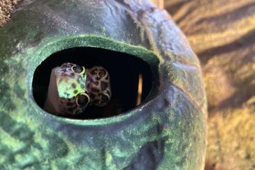 Geckos kaufen und verkaufen Foto: 2 süße Leopardgecko Weibchen 