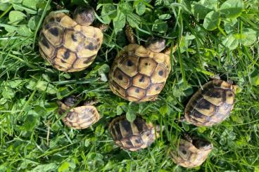 Landschildkröten kaufen und verkaufen Foto: Griechische Landschildkröten