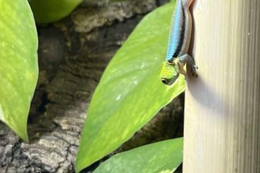 Geckos kaufen und verkaufen Foto: 1.0 Phelsuma Klemmeri von 06/2021 in Köln