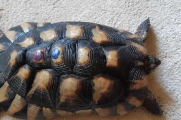 Tortoises kaufen und verkaufen Photo: Breitrand Schildkröte männlich 