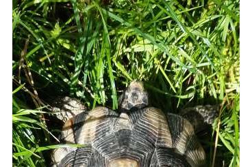 Tortoises kaufen und verkaufen Photo: Breitrand Schildkröte männlich adult Tortoises kaufen und verkaufen Photo: Breitrand Schildkröte männlich adult