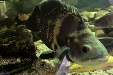 Zierfische kaufen und verkaufen Foto: 15-20cm Pfauenaugenbuntbarsch kostenlos abzugeben. 