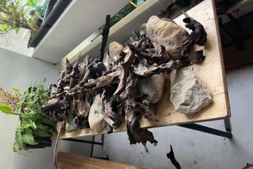 Aquaristikzubehör kaufen und verkaufen Foto: Treibholz / Driftwood verschiedene großen 