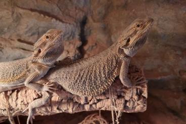 Bearded dragons kaufen und verkaufen Photo: Wir suchen dringend ein neues Zuhause 