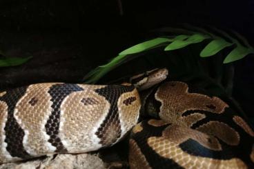 Pythons kaufen und verkaufen Photo: Königspython inkl. Terrarium zu verkaufen 