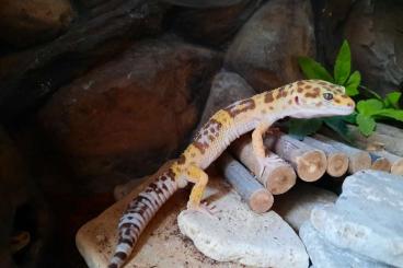 Geckos kaufen und verkaufen Foto: Leopardgecko  RAPTOR  1.0