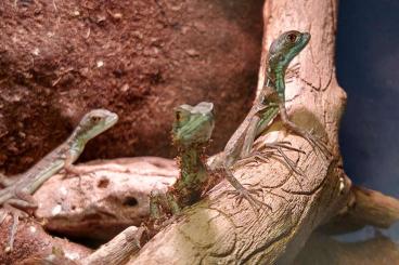 Lizards kaufen und verkaufen Photo: Basiliscus Plumifrons NZ 2022