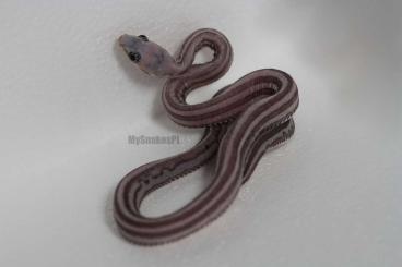 Nattern ungiftige  kaufen und verkaufen Foto: CORN SNAKES CB 21 SCALELESS/HET SCALELESS