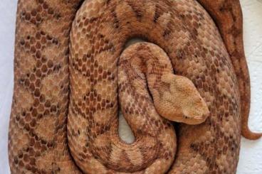 Venomous snakes kaufen und verkaufen Photo: Vipera ammodytes ammodytes ada 