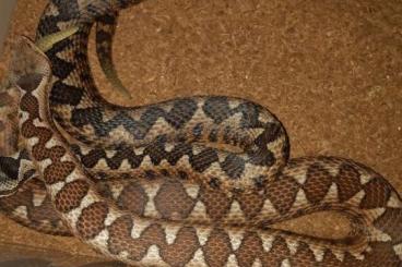 Venomous snakes kaufen und verkaufen Photo: Vipera ammodytes ammodytes lake scutari 