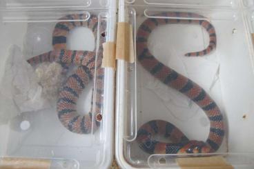 Venomous snakes kaufen und verkaufen Photo: Gifslangen