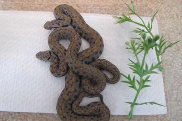 Giftschlangen kaufen und verkaufen Foto: Montivipera nk 21 raddei wagneri 
