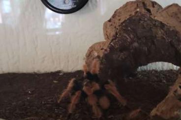 Spiders and Scorpions kaufen und verkaufen Photo: 3 vogelspinnen incl terrarium 