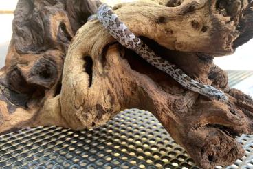 Schlangen kaufen und verkaufen Foto: Cornsnakes different morphs 