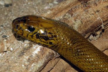 Venomous snakes kaufen und verkaufen Photo: Inland Taipan Mann sucht neues Zuhause