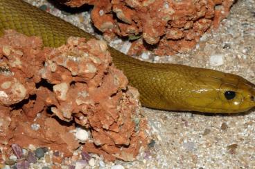Giftschlangen kaufen und verkaufen Foto: Inland Taipans, Oxyuranus microlepidotus Giftschlangen kaufen und verkaufen Foto: Inland Taipans, Oxyuranus microlepidotus
