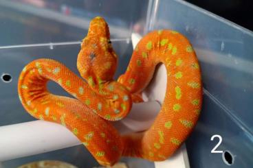 Boas kaufen und verkaufen Foto: Corallus caninus anaconda phase Boas kaufen und verkaufen Foto: Corallus caninus anaconda phase