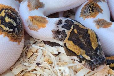 Pythons kaufen und verkaufen Foto: I will buy a female PMB pied.