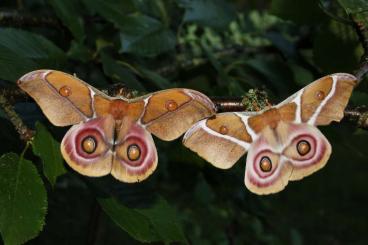 Insekten kaufen und verkaufen Foto: Antherina suraka Raupen L2-L3