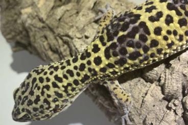 Geckos kaufen und verkaufen Photo: Biete Leopardgecko Wildtyp