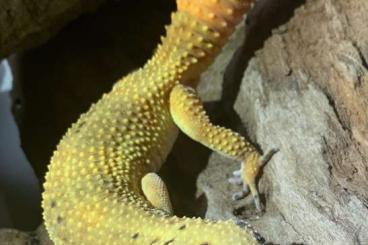 Geckos kaufen und verkaufen Foto: Biete Leopardgecko CarrotTail