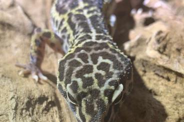 Geckos kaufen und verkaufen Foto: Biete Leopardgecko BlackNight MS