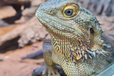 Bearded dragons kaufen und verkaufen Photo: Bartagame männchen ca 12 Jahre 