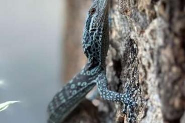 Monitor lizards kaufen und verkaufen Photo: Varanus Macraei Set Komplettpaket Monitor lizards kaufen und verkaufen Photo: Varanus Macraei Set Komplettpaket