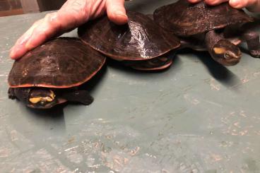 Schildkröten  kaufen und verkaufen Foto: Sternotherus, Staurotypus, Chelus, Cuora…
